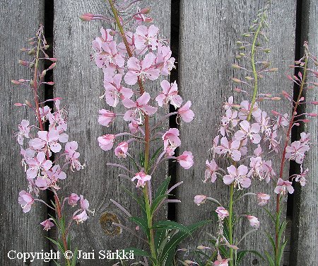 Epilobium angustifolium f. lilacinum